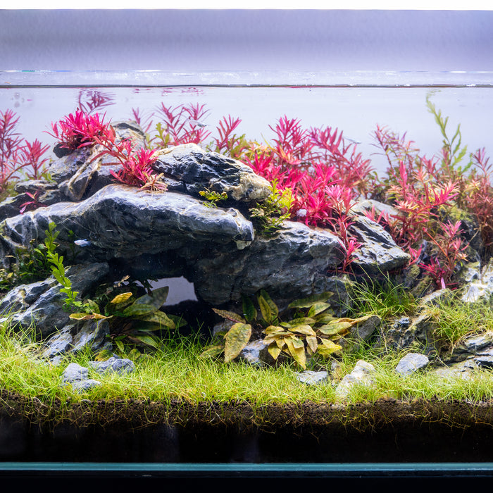 What is Aquascaping: History, Origins, and Evolution