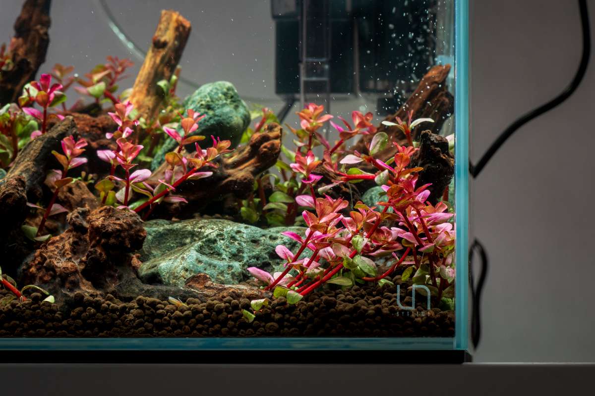 Aquascaping for Kids: Getting the Family Involved