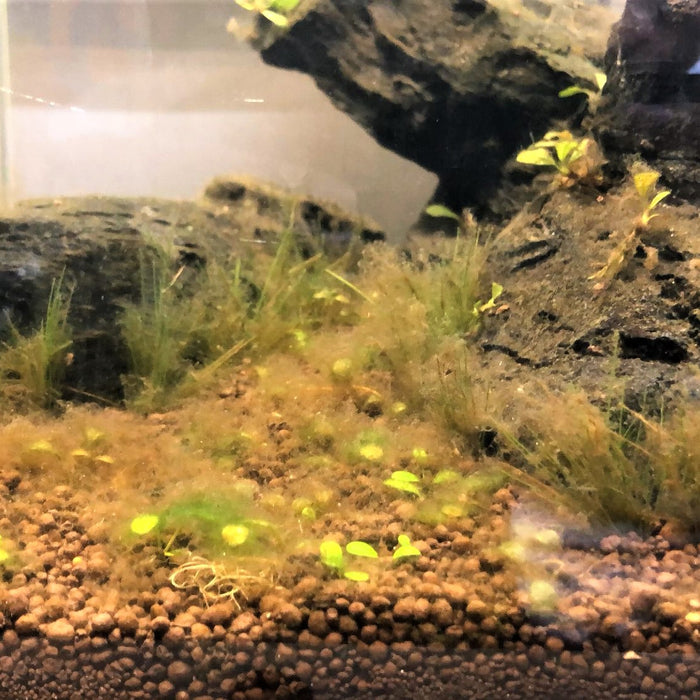 How to Get Rid of Brown Algae (Diatoms) in the Fish Tank