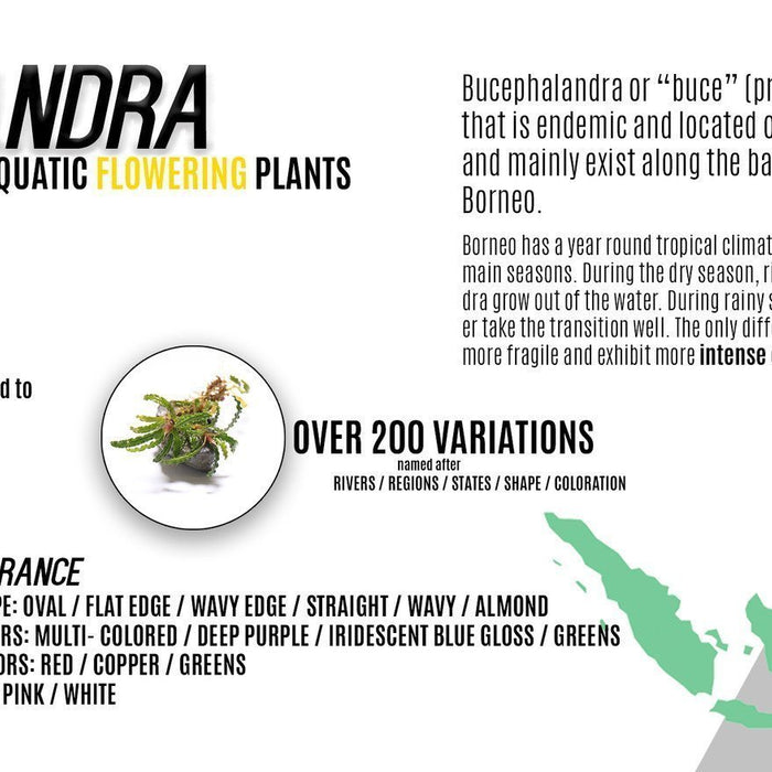 Bucephalandra Infographic
