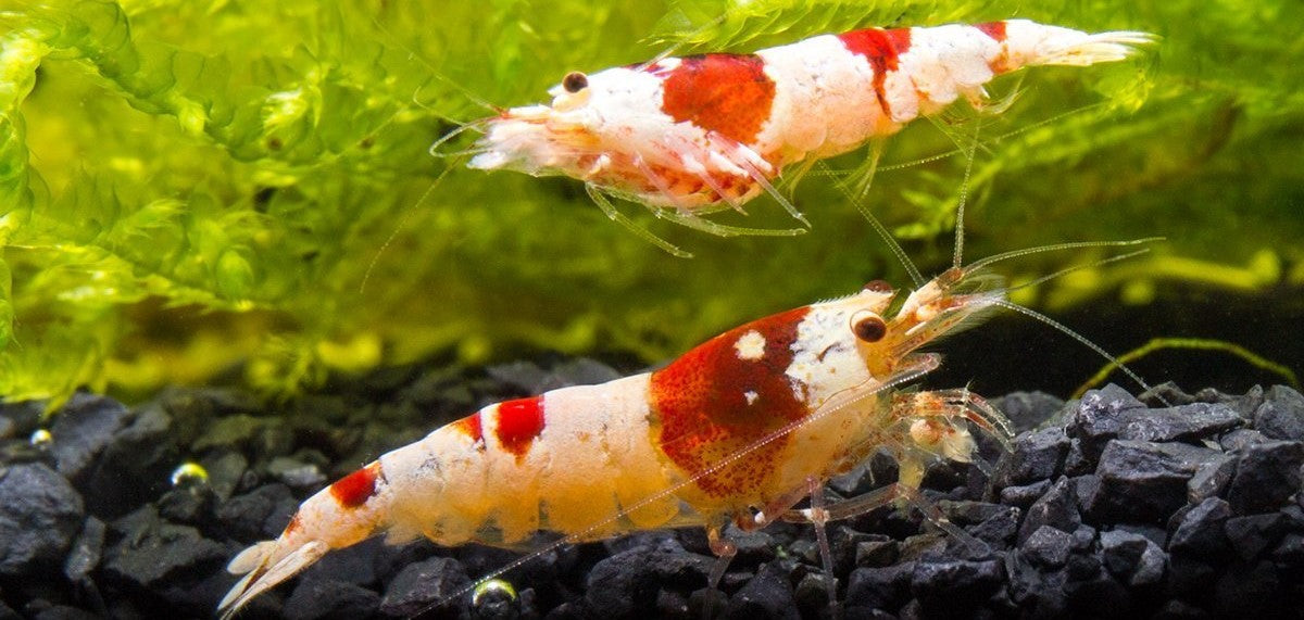 Why Are My Shrimp Dying? (A Guide to Prevent Shrimp Death) — Buce
