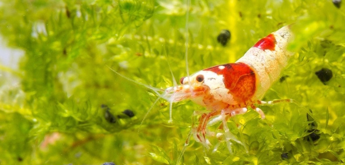 Aquascaping For Beginners. Introduction. - Shrimp and Snail Breeder