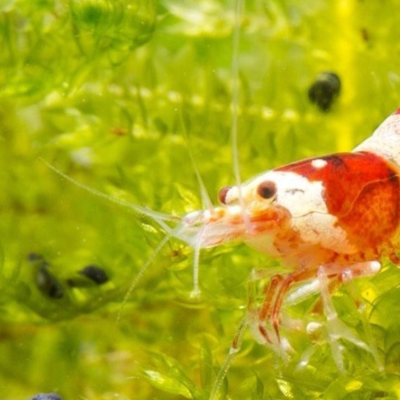 Best Plants for a Freshwater Shrimp Tank