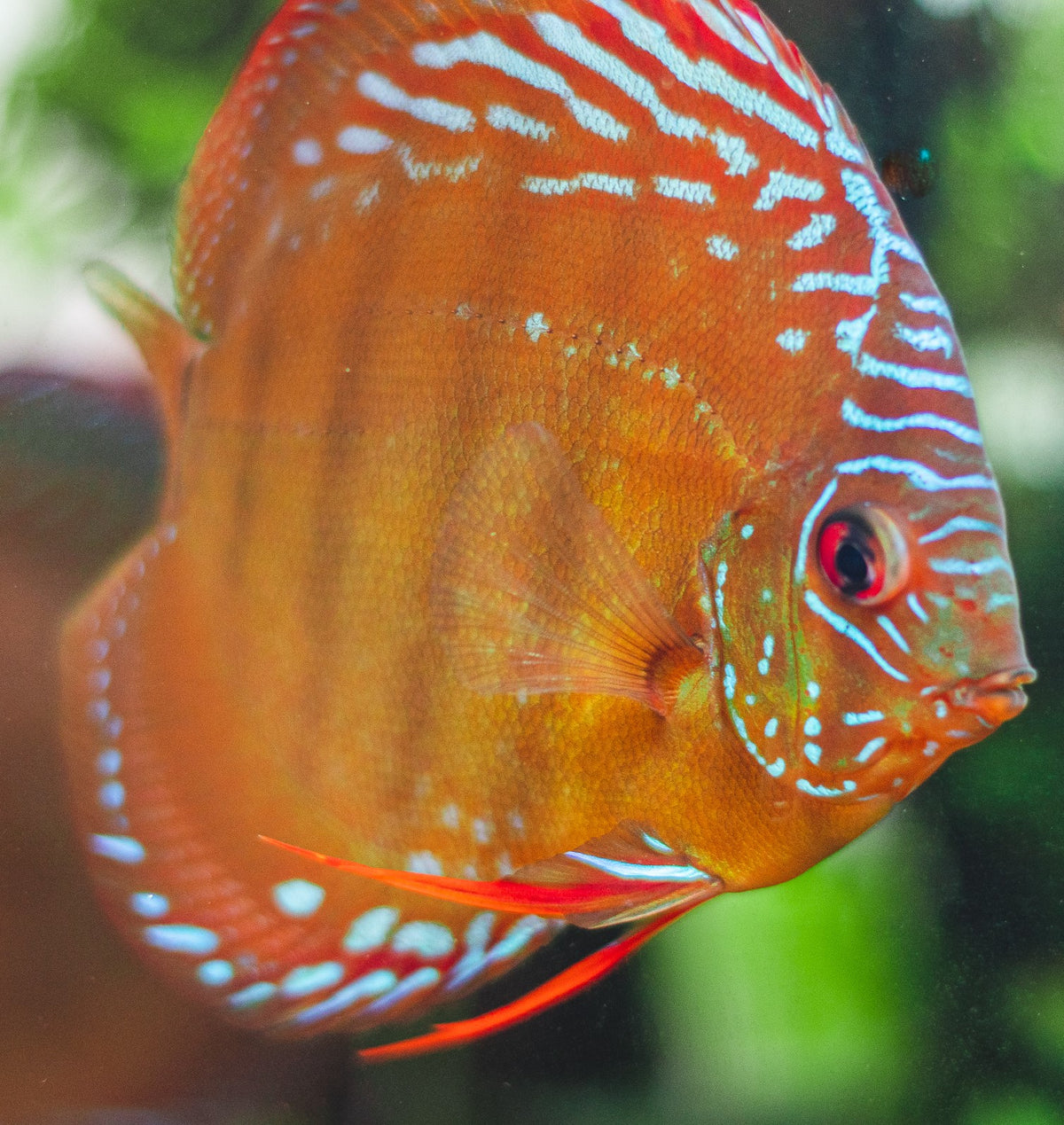 Discus Pictures