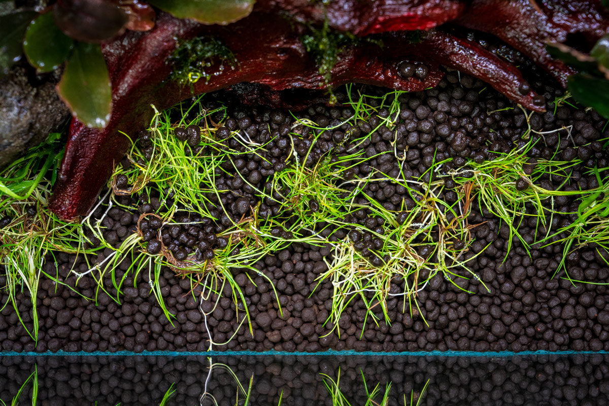 How To Choose the Right Substrate for Your Aquarium Plants