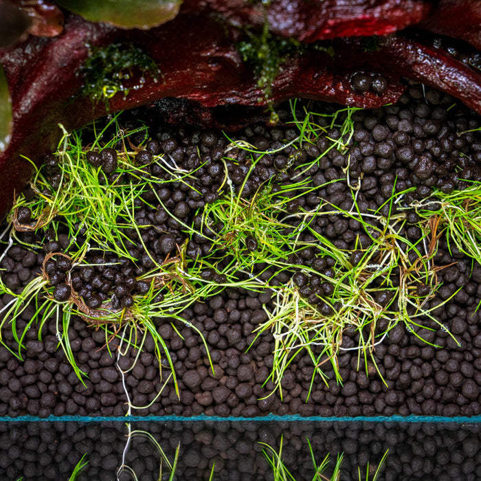 How To Choose the Right Substrate for Your Aquarium Plants