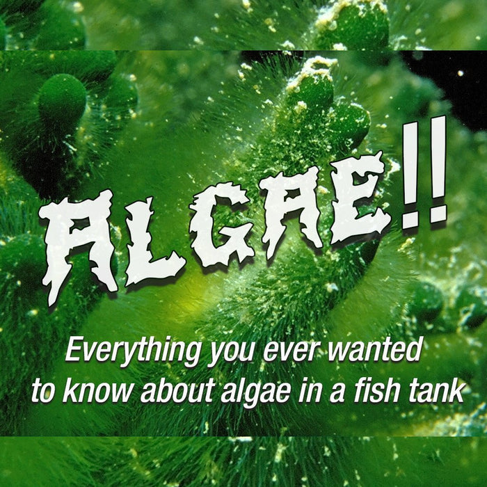 Everything You Ever Wanted to Know About Algae in a Fishtank