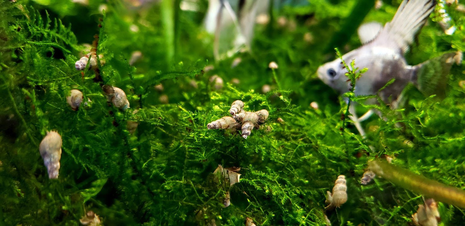 How to Remove Pest Snails from Your Aquarium