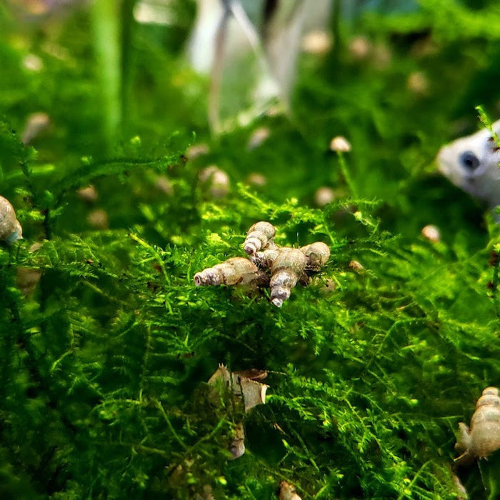 How to Remove Pest Snails from Your Aquarium