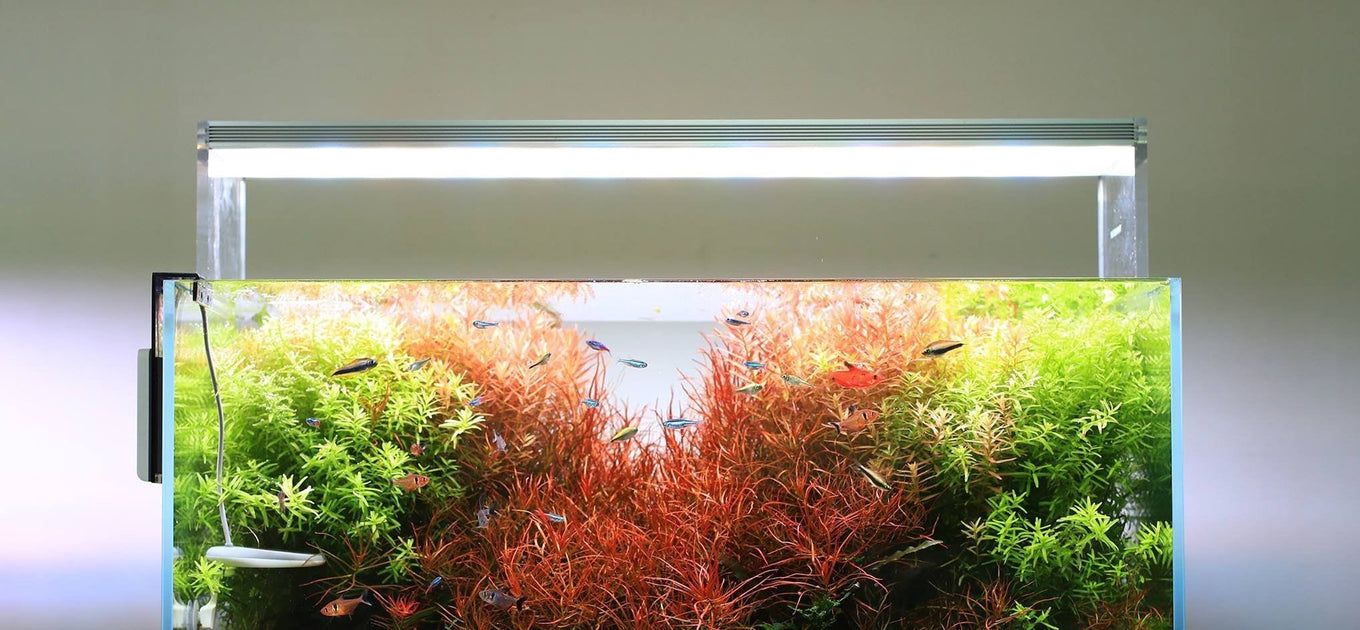 Which Twinstar LED Light is Best For You? — Buce Plant