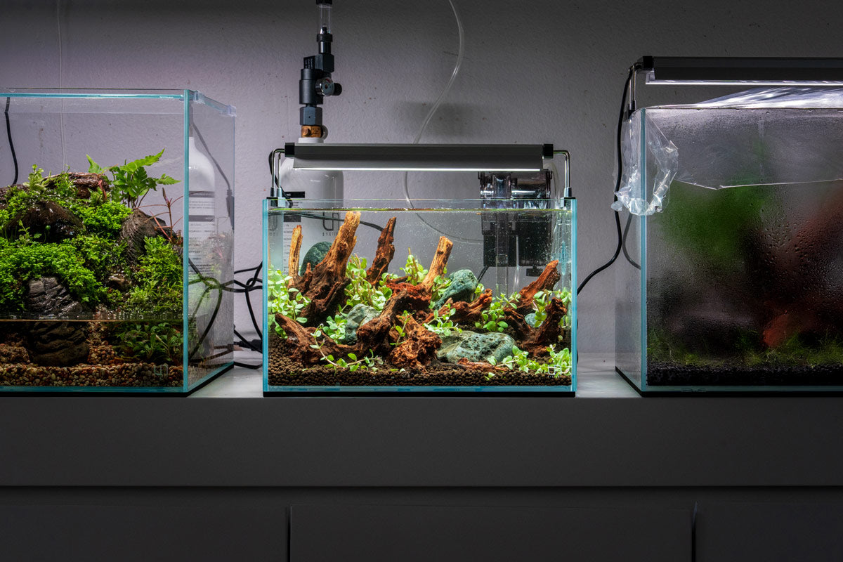 Common Issues With Nano Tanks and How To Avoid Them
