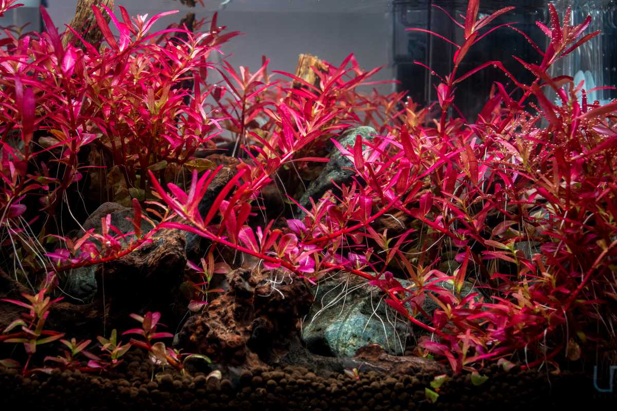 Top 7 Red Plants To Try in Your Planted Aquarium