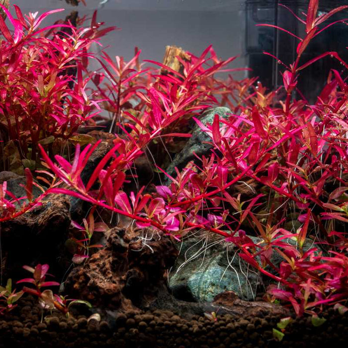 Top 7 Red Plants To Try in Your Planted Aquarium