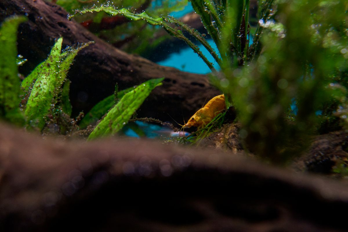Why Are Your Shrimp Always Hiding? Is This Normal Behavior?