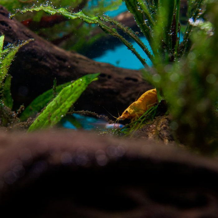 Why Are Your Shrimp Always Hiding? Is This Normal Behavior?