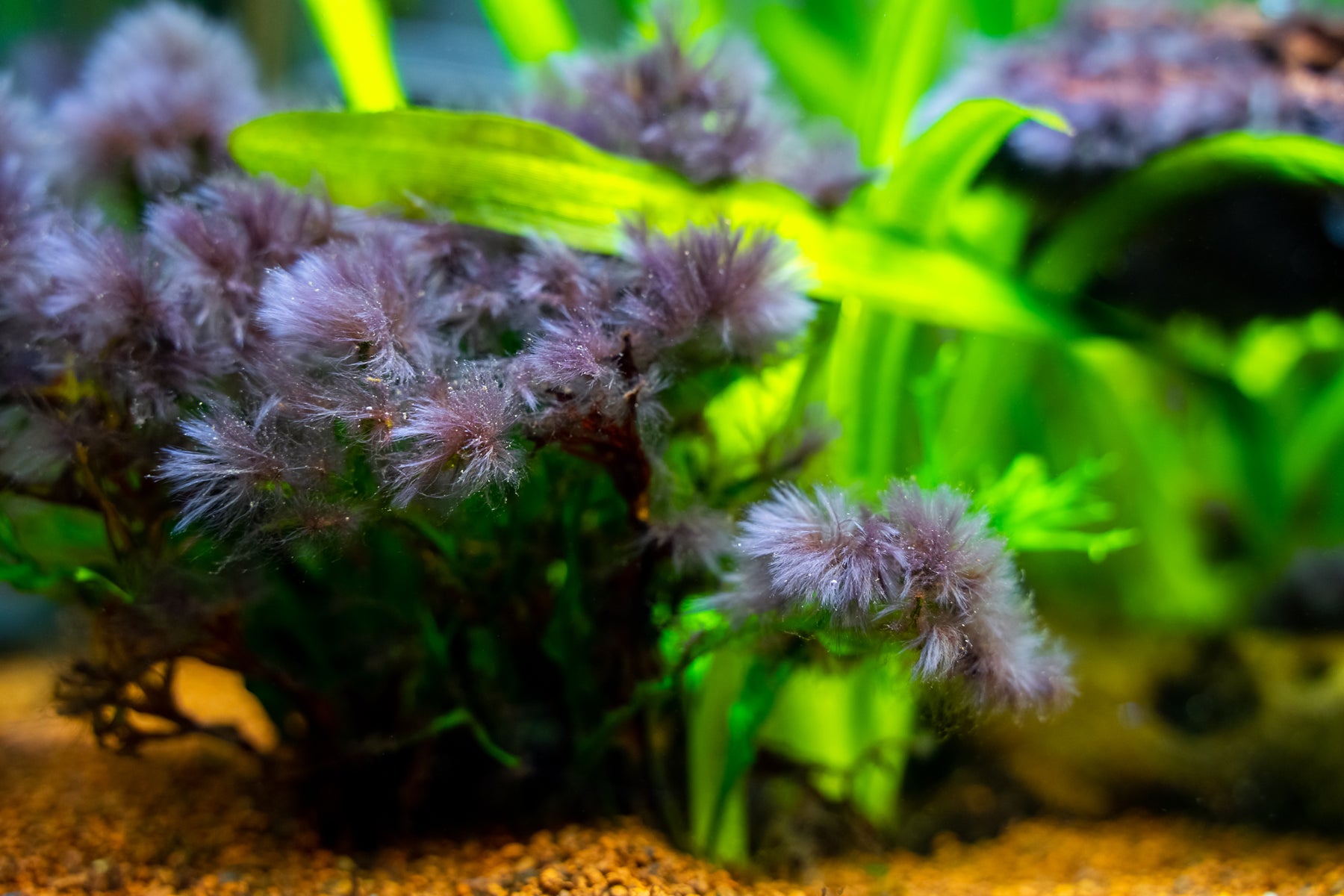 Algae in Aquariums: Causes, Common Types, and Effective Solutions