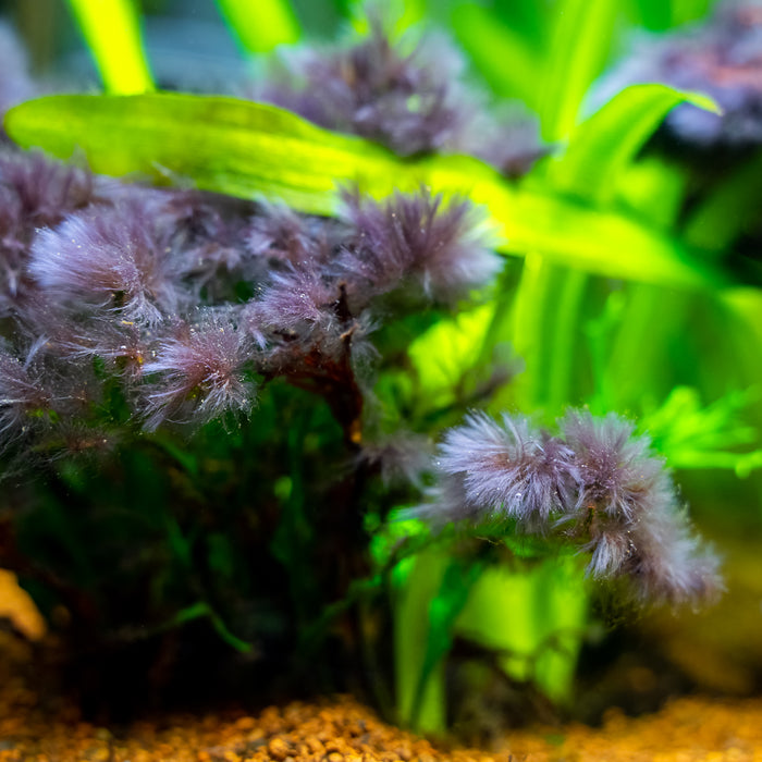 Algae in Aquariums: Causes, Common Types, and Effective Solutions