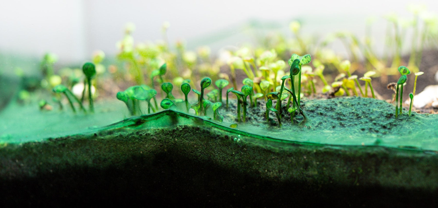 How to Get Rid of Cyanobacteria in Aquariums