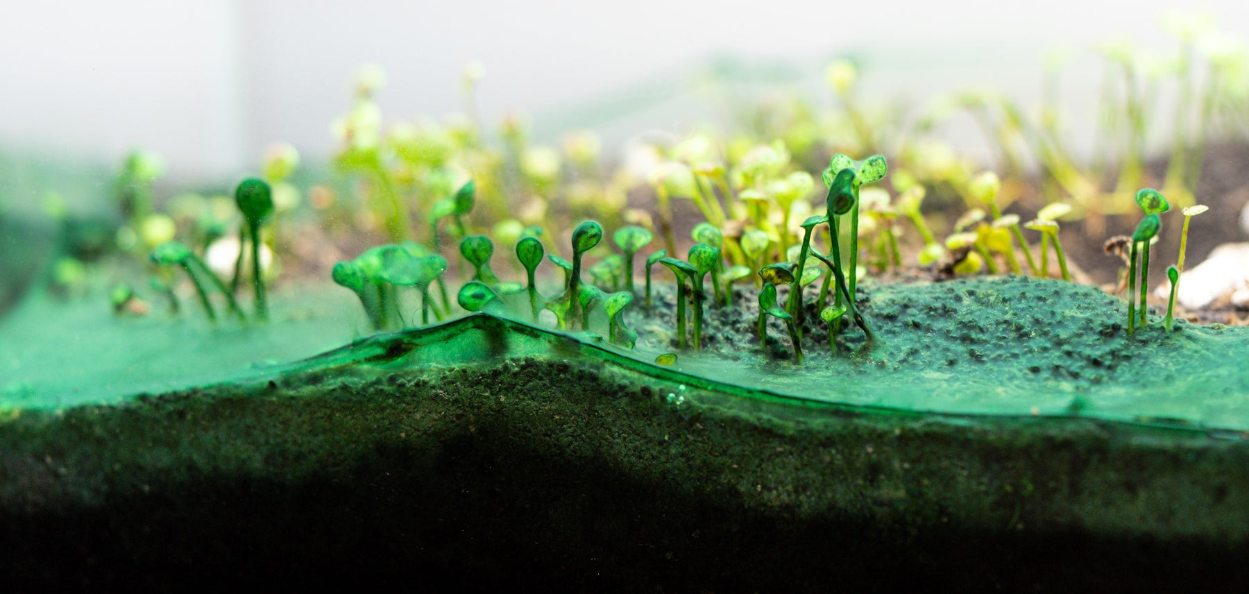 How to Get Rid of Cyanobacteria in Aquariums