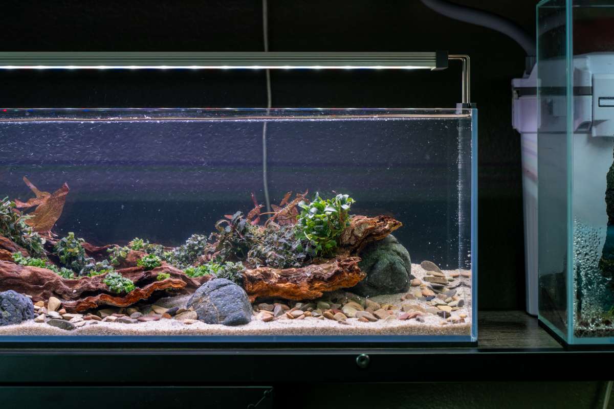 close up of a scaped long aquarium with wood, stone, and bucephalandra