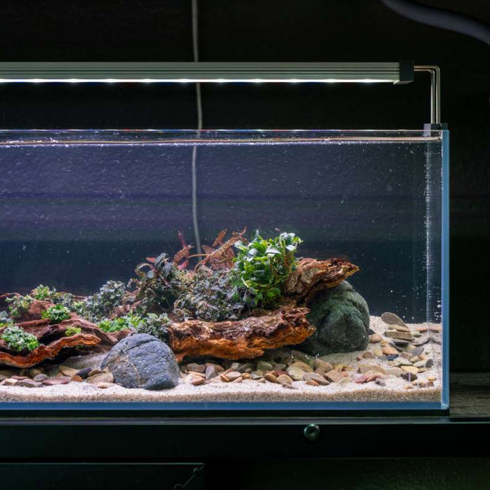 close up of a scaped long aquarium with wood, stone, and bucephalandra