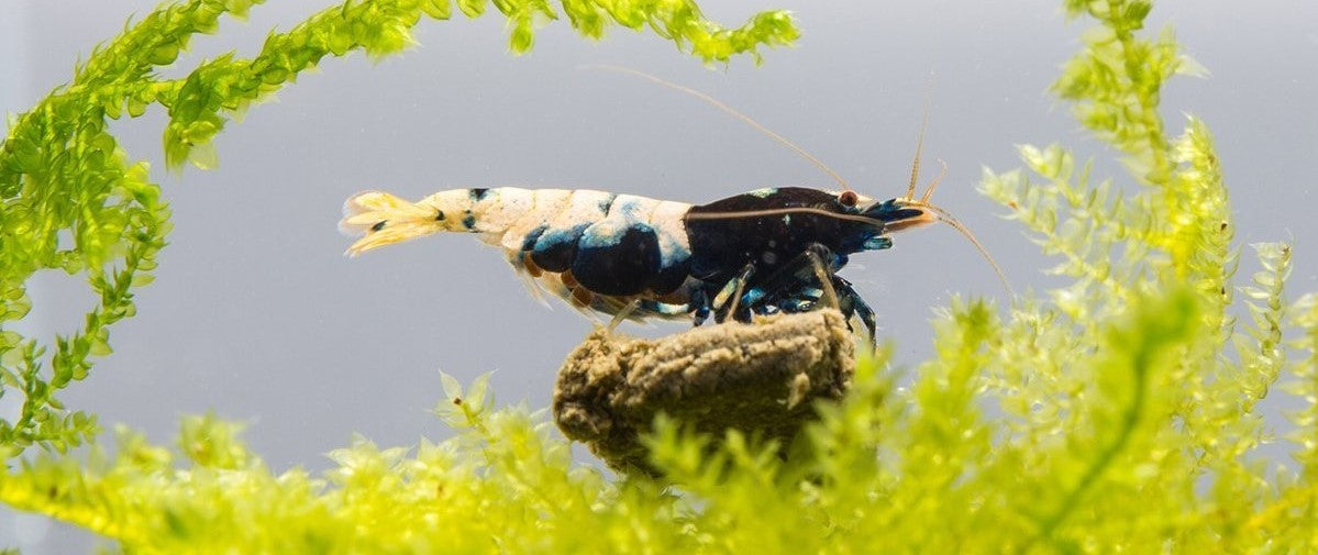 A Guide for Keeping Freshwater Shrimp — Buce Plant