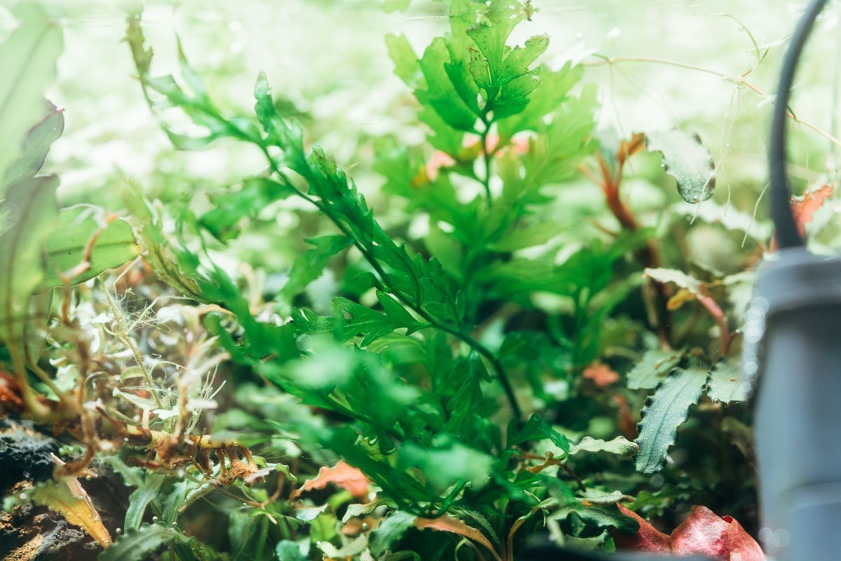 African Water Fern