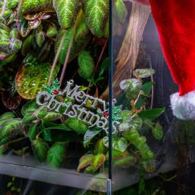 12 Days of Bucemas Deals