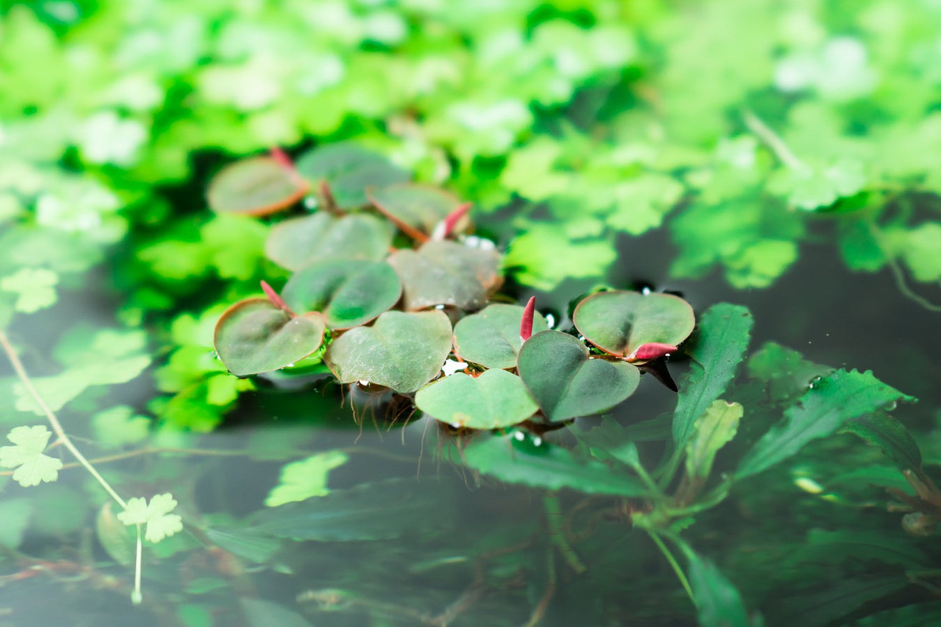 Floating Aquatic Plants with Red Flowers