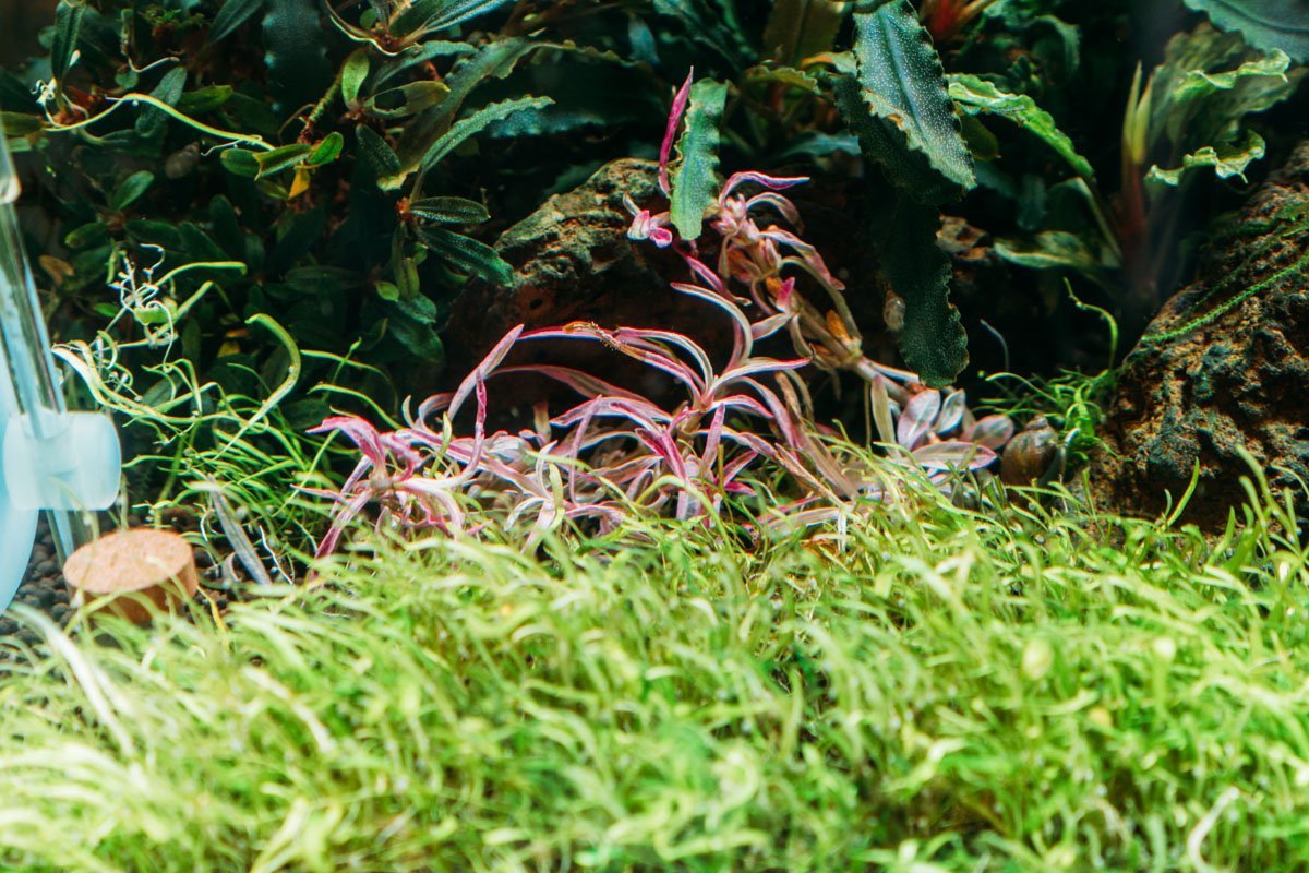 Foreground Aquarium Plants