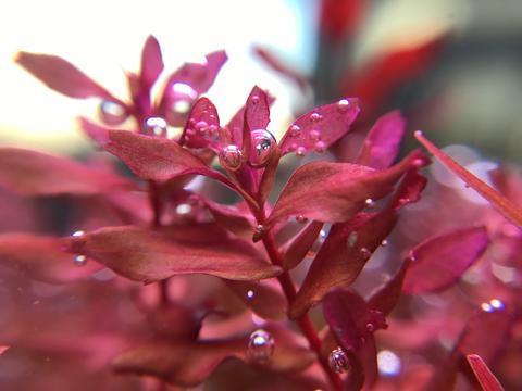 Red Stem Plant
