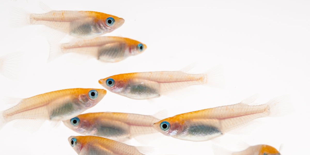 Japanese Rice Fish — Buce Plant