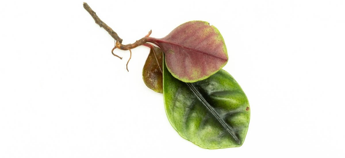 Rare Jungle Plants — Buce Plant