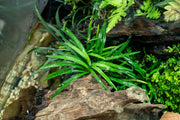 2HR Aquarist - APT Dew