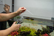 2HR Aquarist - APT Fix Water Conditioners - Buce Plant