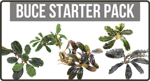 Shop All Plant Packs