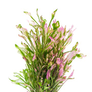 Variegated Alternanthera aquatic plant by CPA with green and purple leaves, suitable for freshwater aquariums.