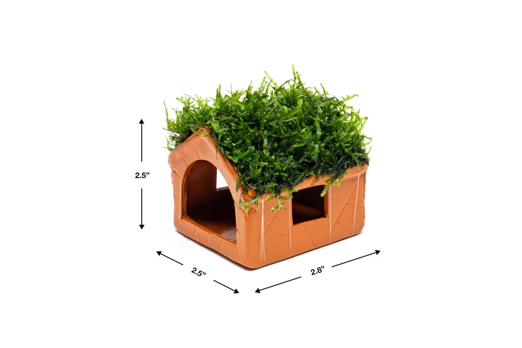 Aquarium Moss on Clay House