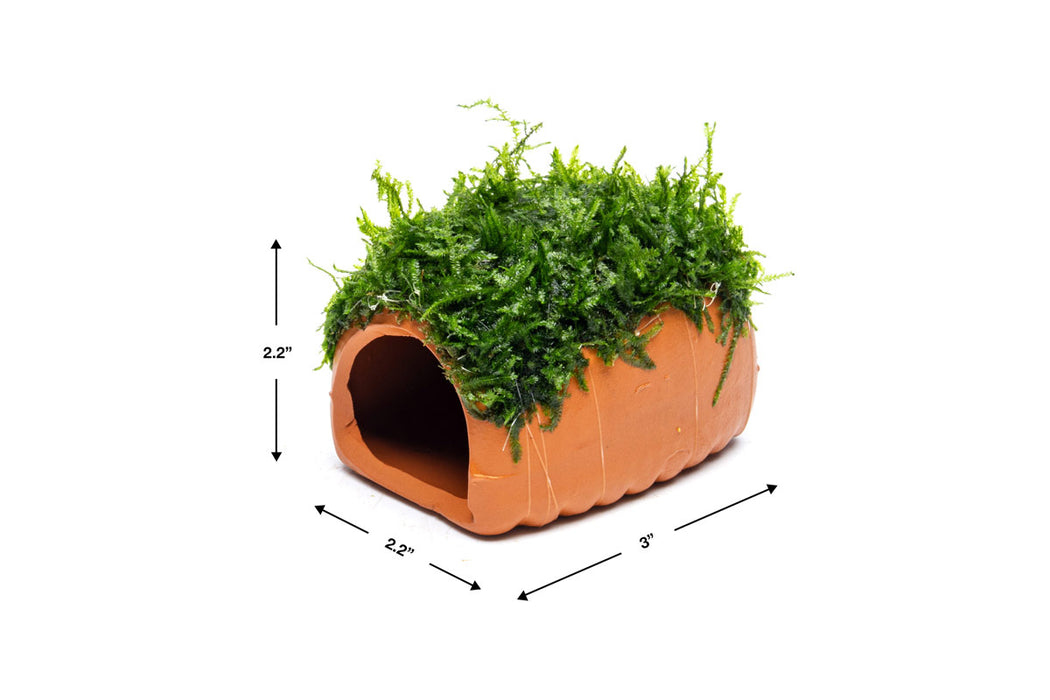 Aquarium Moss on Clay Hut