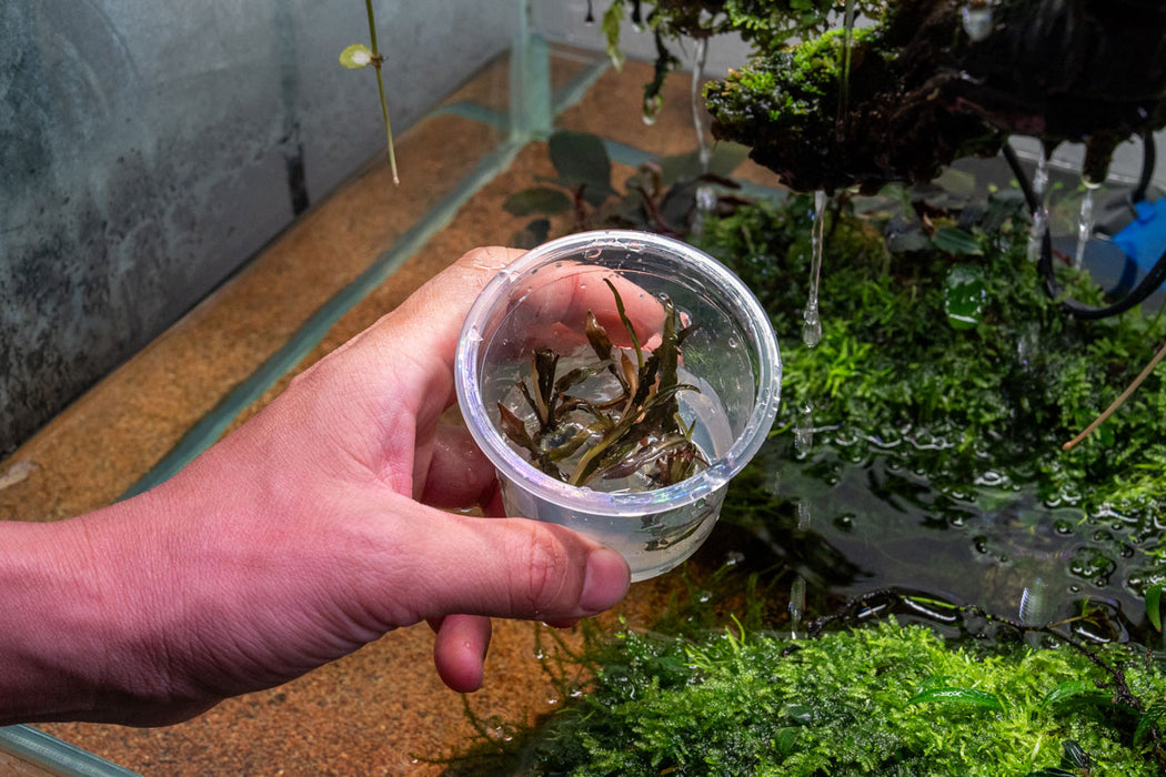 Cryptocoryne Spiralis 'Nari' UNS tissue culture aquatic plant held in hand, showcasing its leaf pattern and healthy roots.