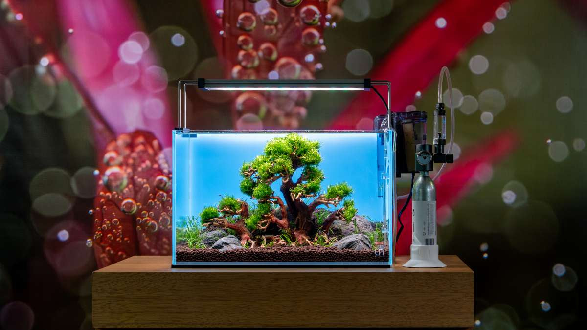 UNS Nano Tank with bonsai tree centerpiece.