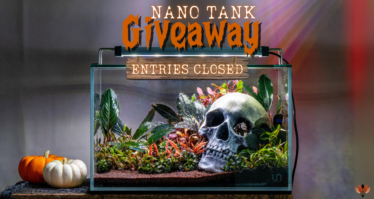 We Gave Away a Nano Tank