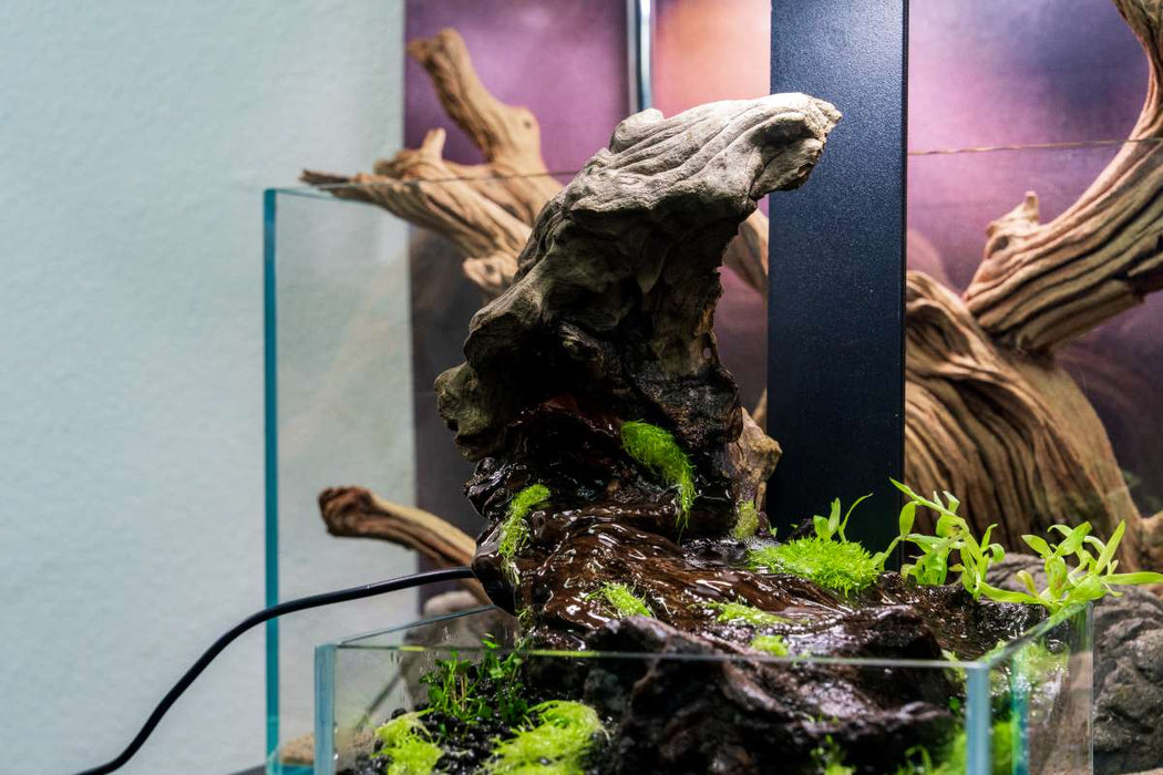 Pacific Driftwood Stump