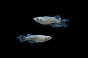 Small Abi Medaka rice fish from CT, swimming in a clear aquarium with vibrant colors and natural aquatic plants.