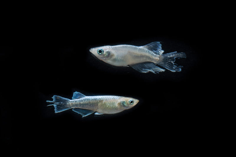Small Abi Medaka rice fish from CT, swimming in a clear aquarium with vibrant colors and natural aquatic plants.