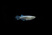 Colorful Abi Medaka Rice Fish swimming in an aquarium, showcasing vibrant orange and white patterns on their small bodies.