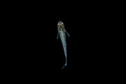 Tiny Abi Medaka rice fish from CT, swimming in an aquarium with clear water and vibrant colors.