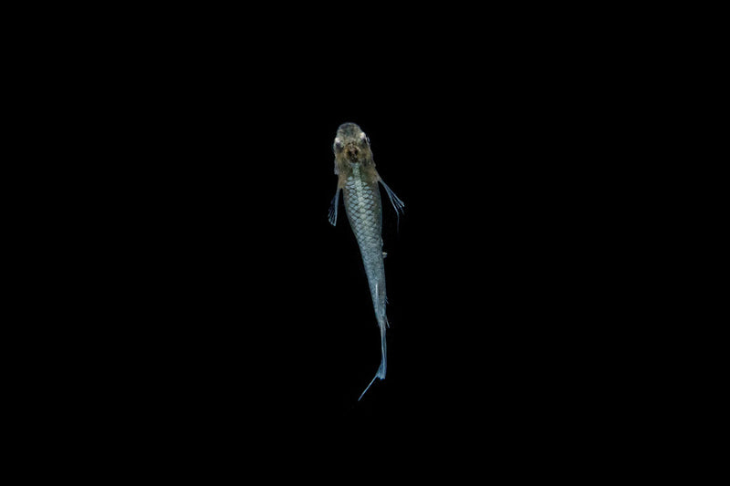 Tiny Abi Medaka rice fish from CT, swimming in an aquarium with clear water and vibrant colors.