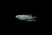 Small Abi Medaka Rice Fish swimming in a clear aquarium, showcasing vibrant colors and delicate fins, from CT brand.