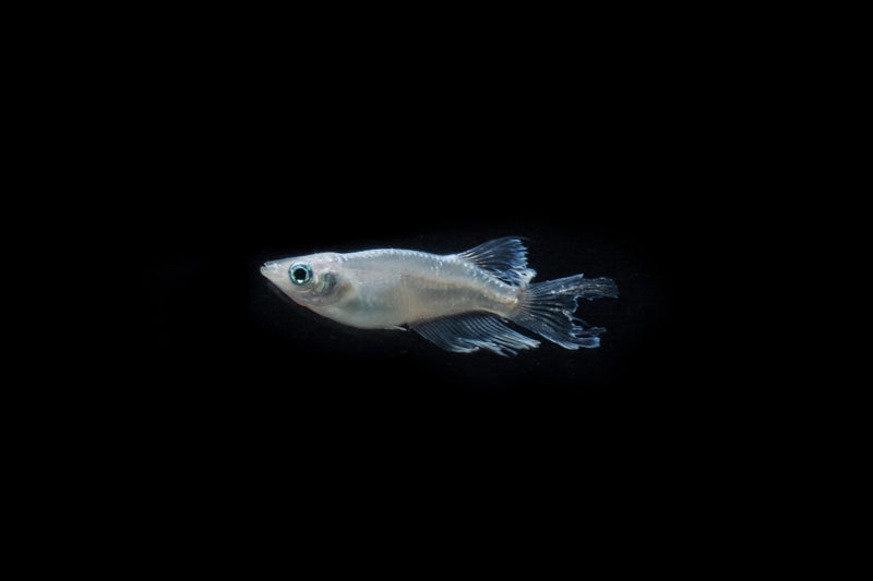 Small Abi Medaka Rice Fish swimming in a clear aquarium, showcasing vibrant colors and delicate fins, from CT brand.